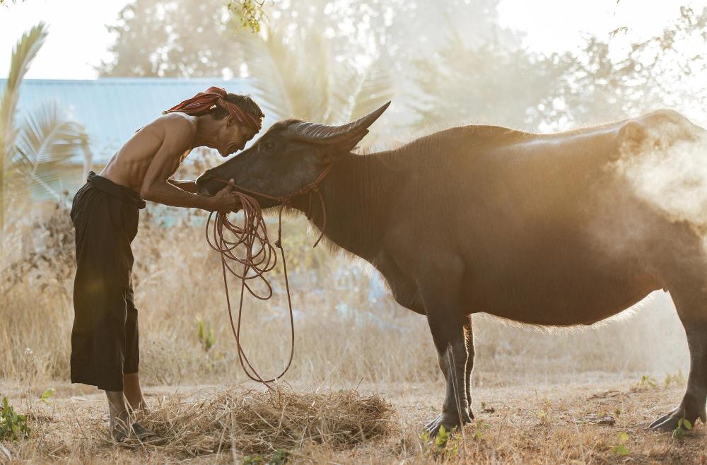 The water buffalo embodies qualities that resonate deeply with Vietnamese society: strength, hard work, perseverance, and prosperity.